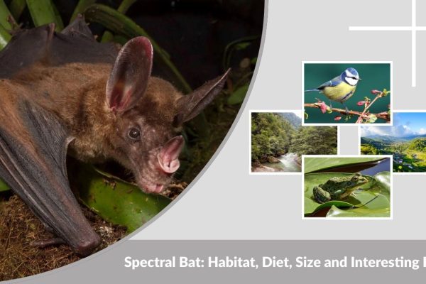 Spectral Bat: Habitat, Diet, Size and Interesting Facts