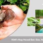 Kitti’s Hog-Nosed Bat: Size, Habitat, Diet and Fascinating Facts