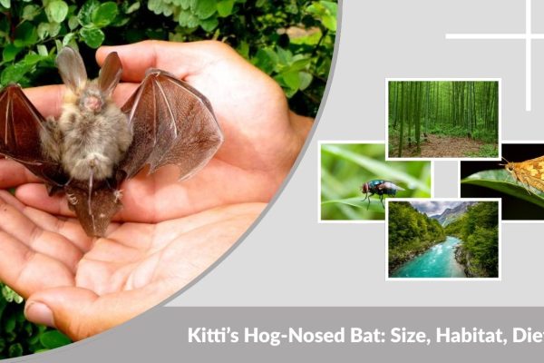 Kitti’s Hog-Nosed Bat: Size, Habitat, Diet and Fascinating Facts