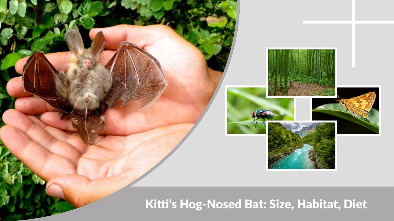 Kitti’s Hog-Nosed Bat: Size, Habitat, Diet and Fascinating Facts