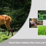 Marsh Deer: Habitat, Diet, Facts and Where They Live