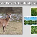 Chinese Water Deer: Diet, Habitat, Facts, Lifespan & More