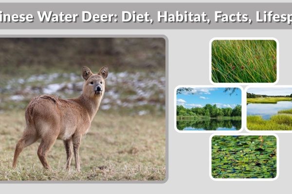 Chinese Water Deer: Diet, Habitat, Facts, Lifespan & More