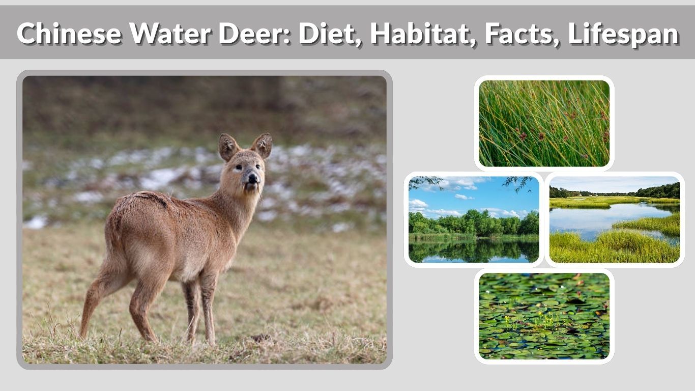 Chinese Water Deer: Diet, Habitat, Facts, Lifespan & More