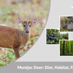 Muntjac Deer: Diet, Habitat, Facts, Lifespan & Identification Guide