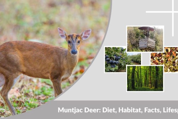 Muntjac Deer: Diet, Habitat, Facts, Lifespan & Identification Guide