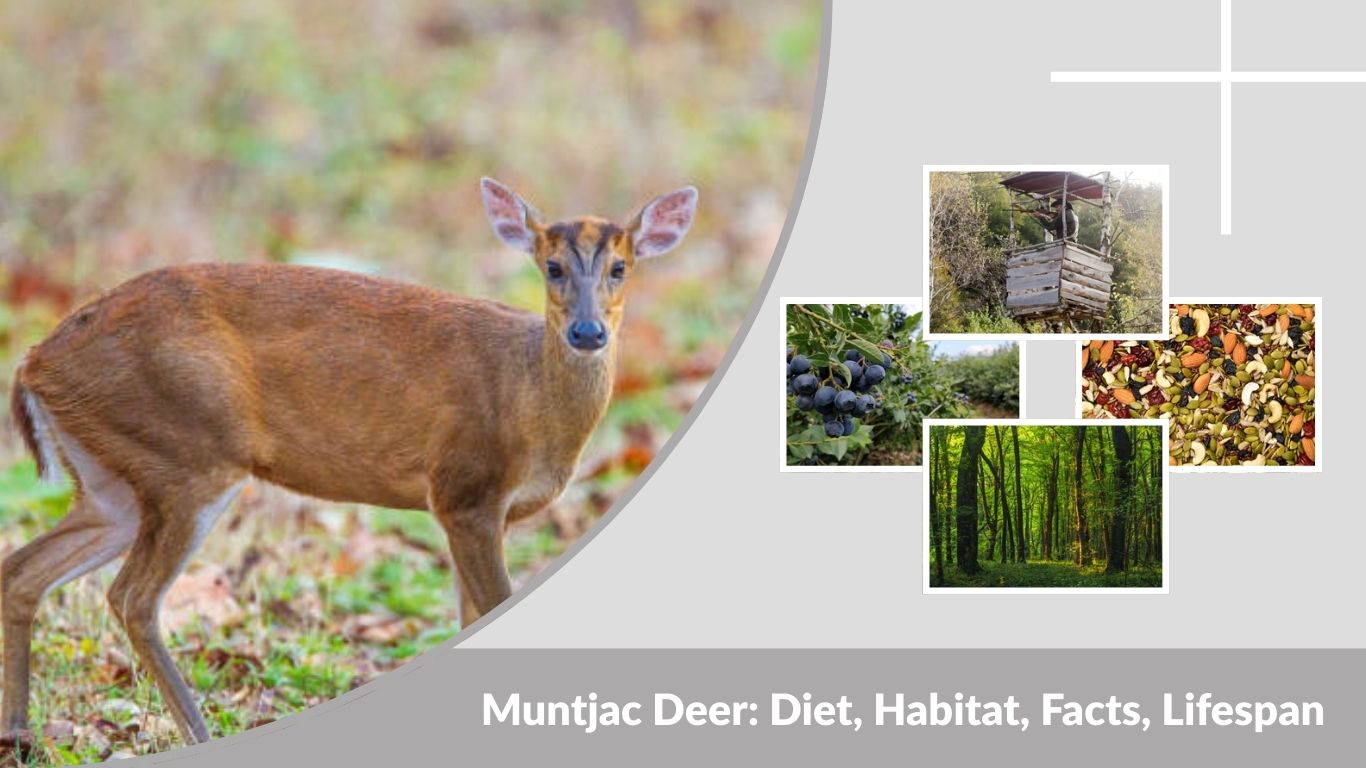 Muntjac Deer: Diet, Habitat, Facts, Lifespan & Identification Guide