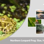 Northern Leopard Frog: Size, Habitat, Diet & Lifecycle