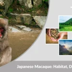 Japanese Macaque: Habitat, Diet, Life Cycle & Fascinating Facts