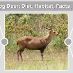 Indian Hog Deer: Diet, Habitat, Facts, Lifespan & Identification