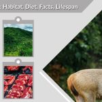 Sambar Deer: Habitat, Diet, Facts, Lifespan & Identification Guide