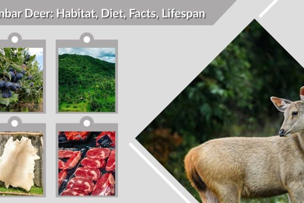 Sambar Deer: Habitat, Diet, Facts, Lifespan & Identification Guide