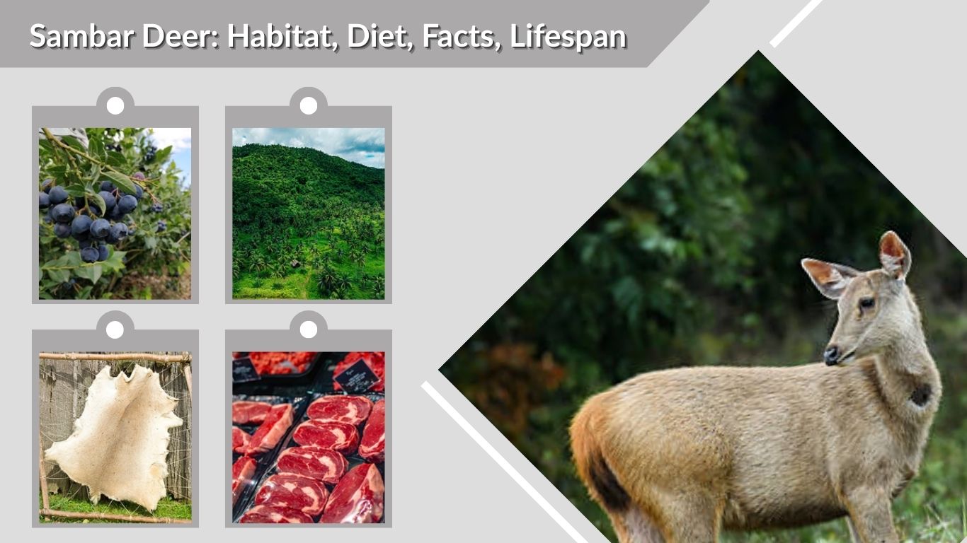 Sambar Deer: Habitat, Diet, Facts, Lifespan & Identification Guide