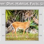 Key Deer: Diet, Habitat, Facts, Lifespan & Identification Guide