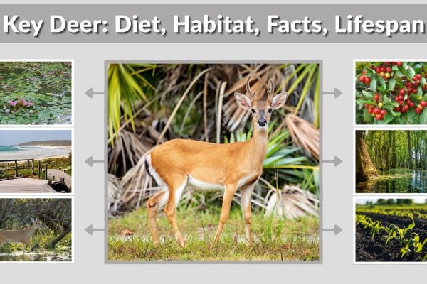 Key Deer: Diet, Habitat, Facts, Lifespan & Identification Guide