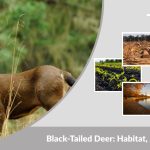 Black-Tailed Deer: Habitat, Diet, Facts & Differences From Mule Deer