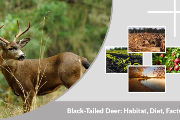 Black-Tailed Deer: Habitat, Diet, Facts & Differences From Mule Deer