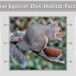 Western Gray Squirrel: Diet, Habitat, Facts, Behavior & Identification Guide
