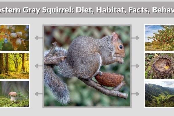 Western Gray Squirrel: Diet, Habitat, Facts, Behavior & Identification Guide