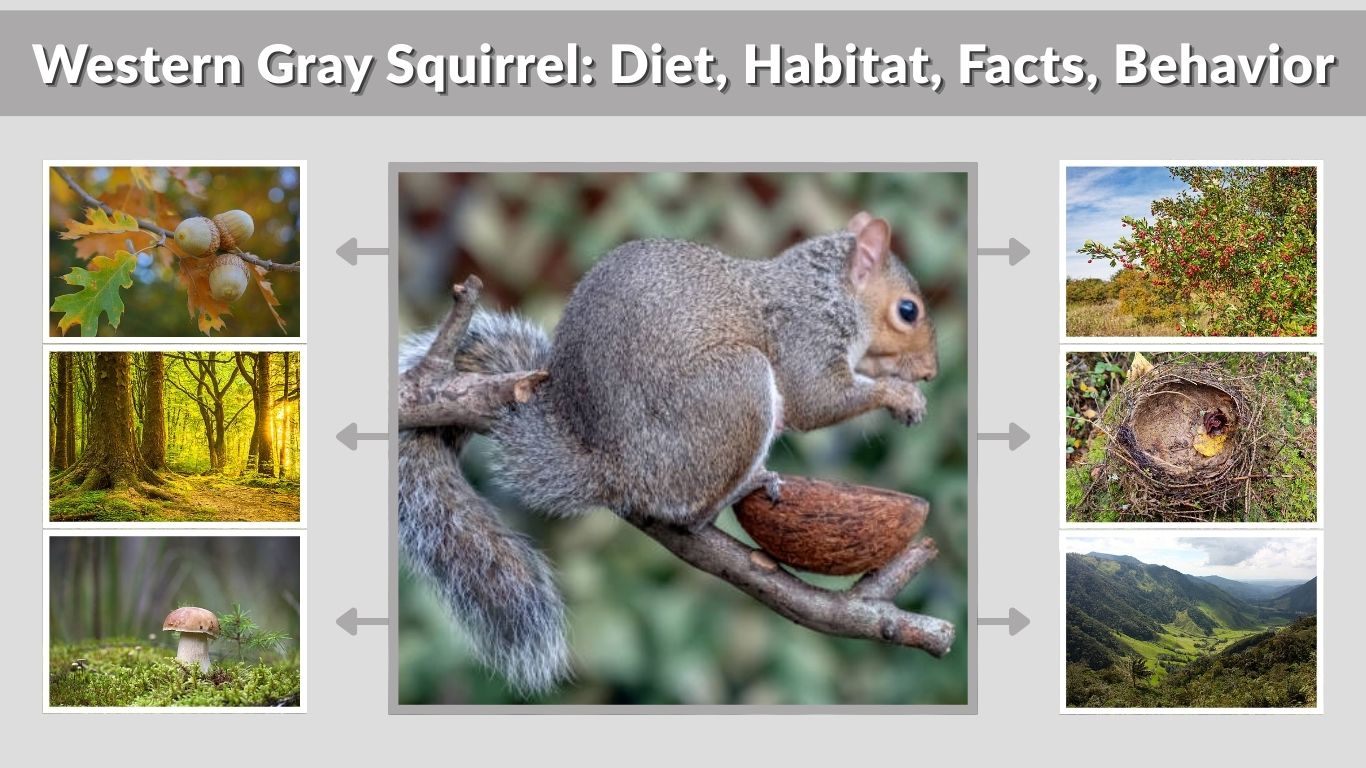 Western Gray Squirrel: Diet, Habitat, Facts, Behavior & Identification Guide