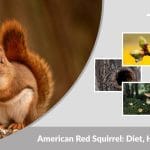 American Red Squirrel: Diet, Habitat, Facts & Identification