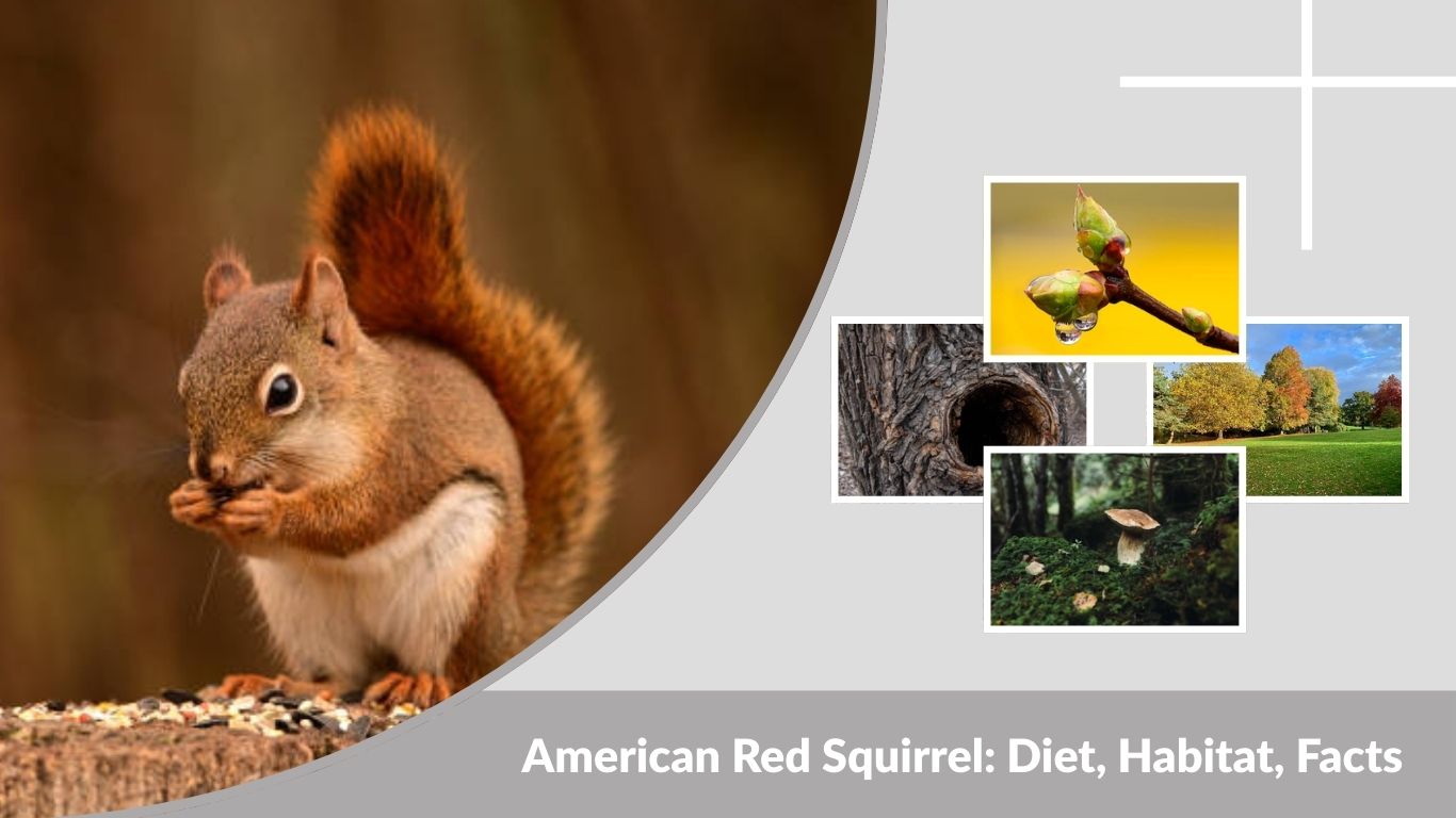 American Red Squirrel: Diet, Habitat, Facts & Identification