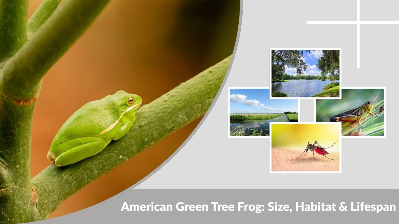 American Green Tree Frog: Size, Habitat & Lifespan