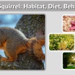 Fox Squirrel: Habitat, Diet, Behavior, and Fascinating Facts