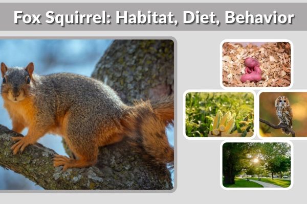 Fox Squirrel: Habitat, Diet, Behavior, and Fascinating Facts