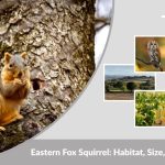 Eastern Fox Squirrel: Habitat, Size, Diet, Behavior and Interesting Facts