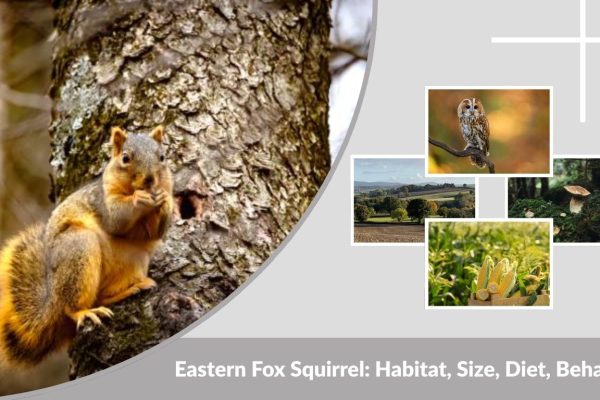 Eastern Fox Squirrel: Habitat, Size, Diet, Behavior and Interesting Facts