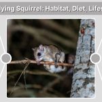 Southern Flying Squirrel: Habitat, Diet, Lifespan, Facts, and How It Glides