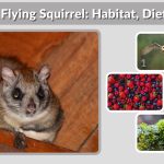 Northern Flying Squirrel: Habitat, Diet, Lifespan & Fascinating Facts