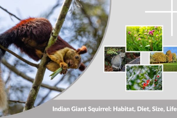 Indian Giant Squirrel: Habitat, Diet, Size, Lifespan, and Fascinating Facts