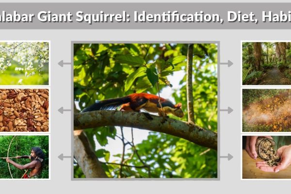 Malabar Giant Squirrel: Identification, Diet, Habitat & Unique Facts