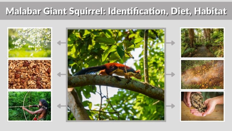 Malabar Giant Squirrel: Identification, Diet, Habitat & Unique Facts