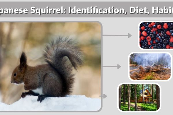 Japanese Squirrel: Identification, Diet, Habitat & Interesting Facts