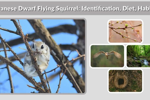Japanese Dwarf Flying Squirrel: Identification, Diet, Habitat & Facts