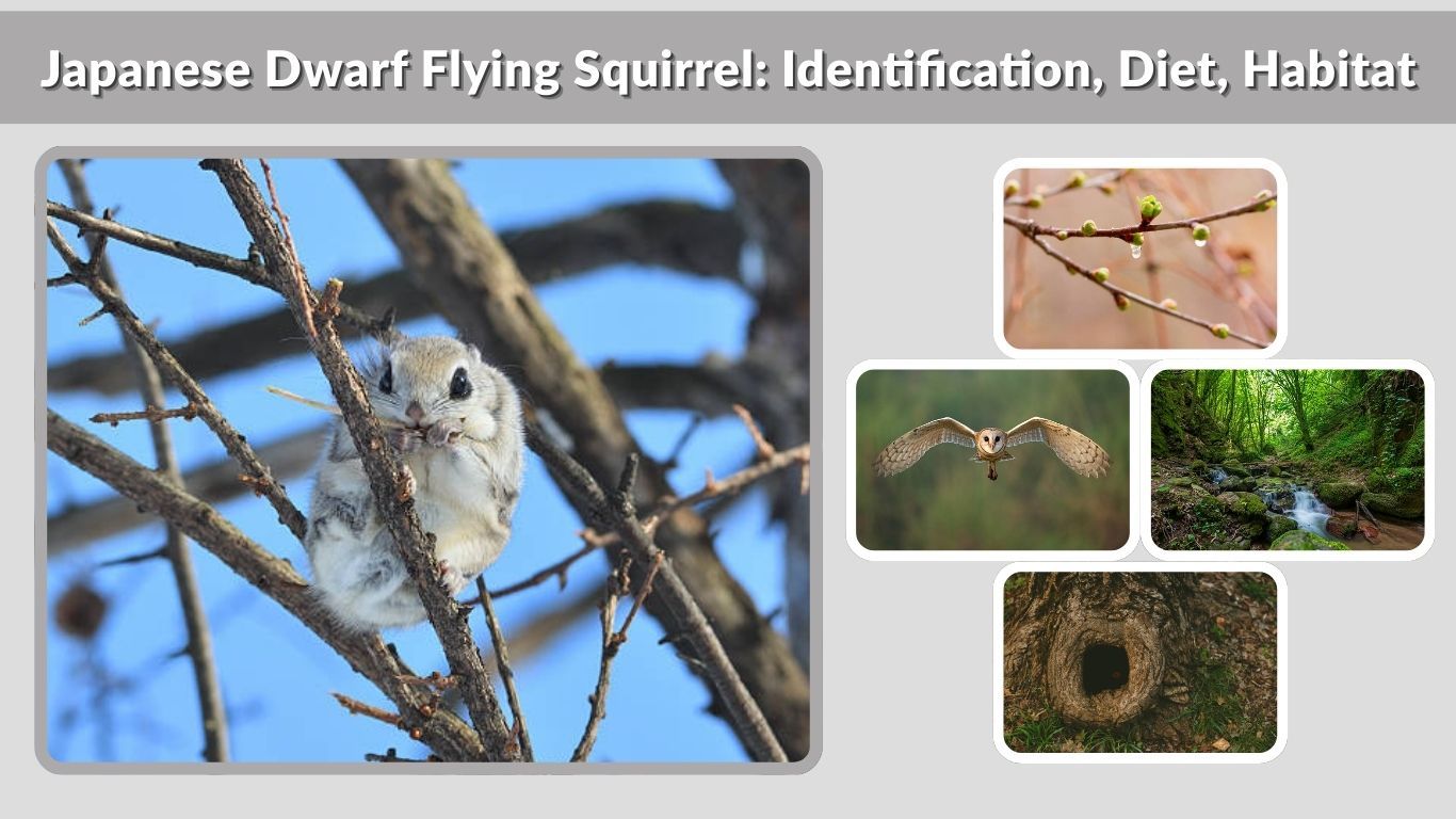 Japanese Dwarf Flying Squirrel: Identification, Diet, Habitat & Facts