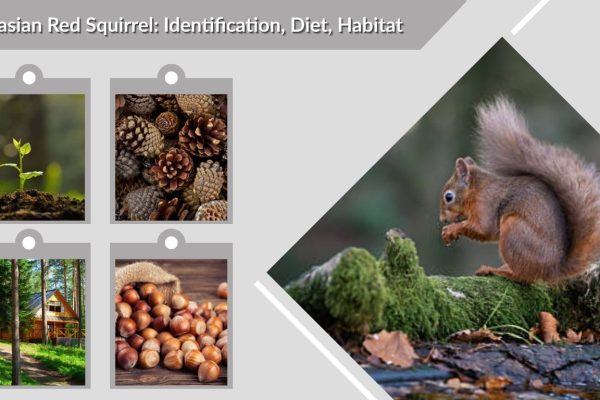Eurasian Red Squirrel: Identification, Diet, Habitat & Interesting Facts