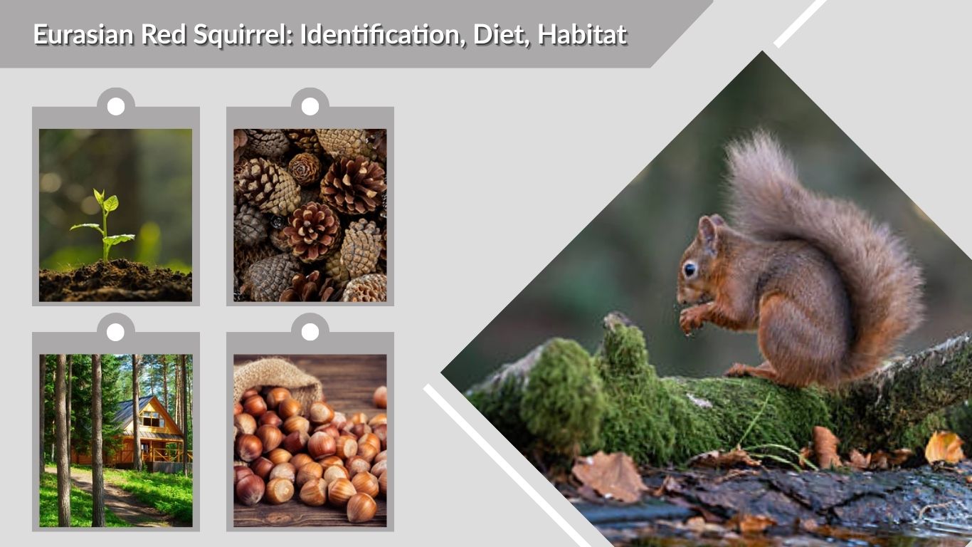 Eurasian Red Squirrel: Identification, Diet, Habitat & Interesting Facts