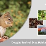 Douglas Squirrel: Diet, Habitat, Nest, Facts & vs Gray Squirrel