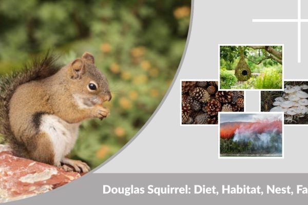 Douglas Squirrel: Diet, Habitat, Nest, Facts & vs Gray Squirrel