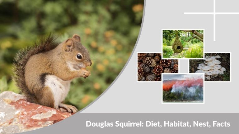 Douglas Squirrel: Diet, Habitat, Nest, Facts & vs Gray Squirrel
