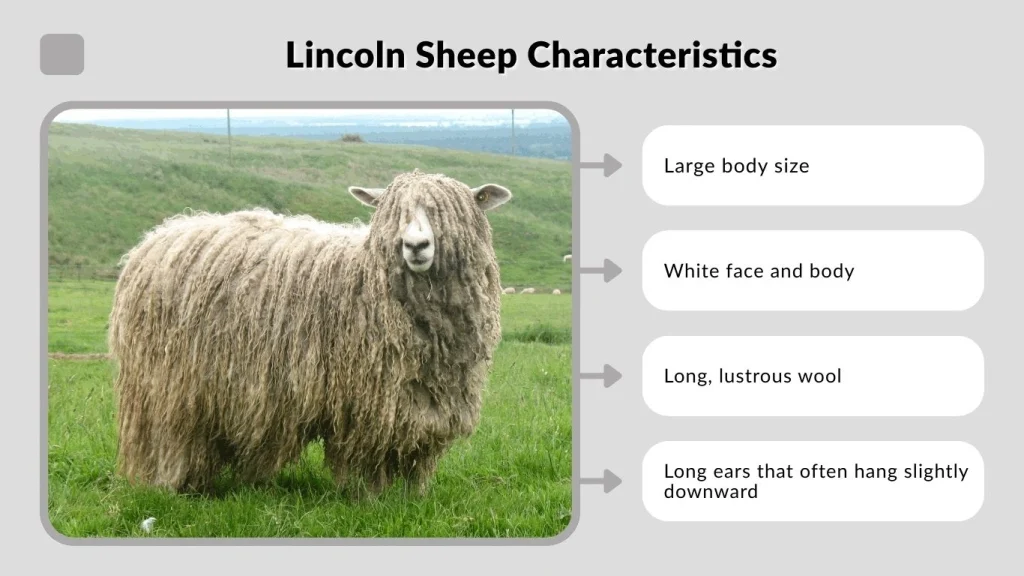 Lincoln Sheep Characteristics