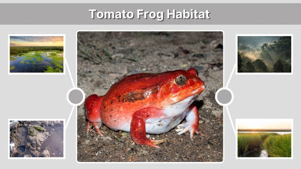 Tomato Frog Habitat – Where Does the Tomato Frog Live?