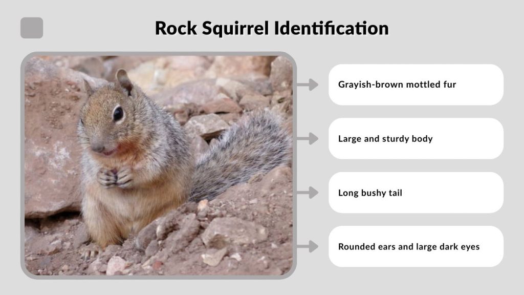 Rock Squirrel Identification