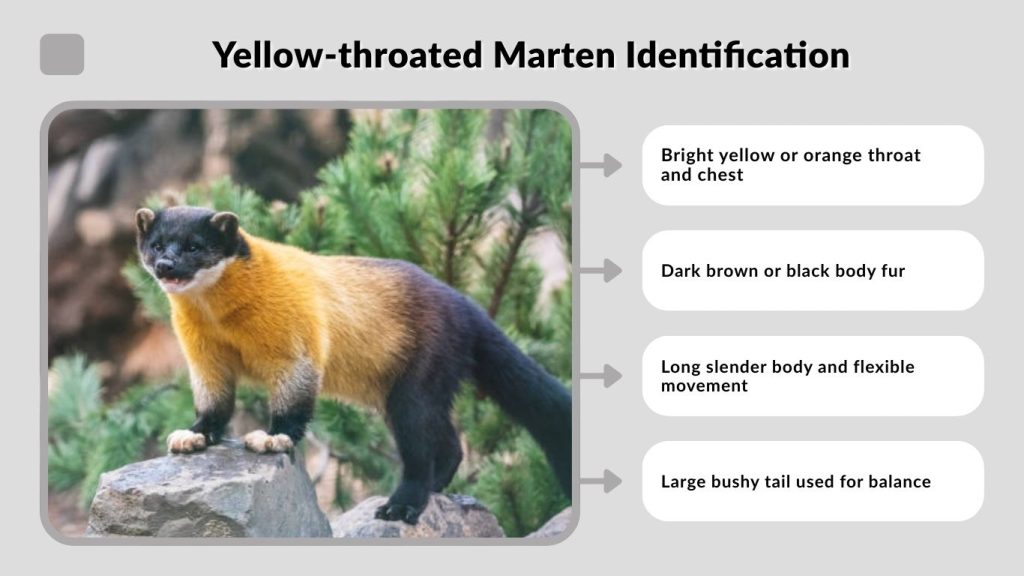 Yellow-throated Marten Identification