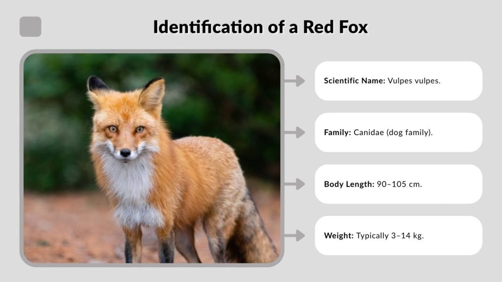 Identification of a Red Fox
