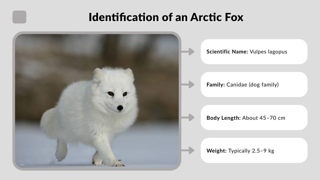 Identification of an Arctic Fox